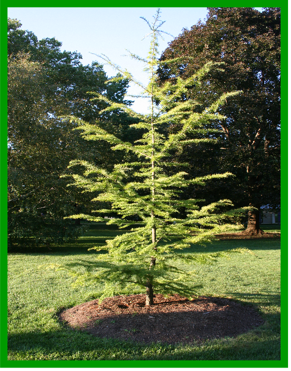 Large Conifers